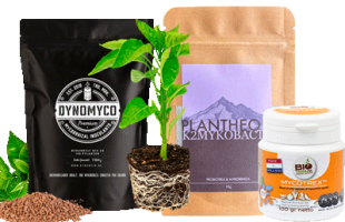 Mykorrhizae/Mykorrhiza-Pilze: So wendest du sie richtig an - Mykorrhiza anwenden: Die besten Methoden
