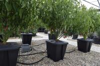 Oxypot Single DWC-System