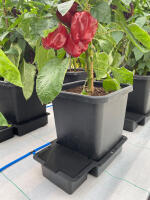 AutoPot 100Pot System mit 15 Liter Pflanztopf