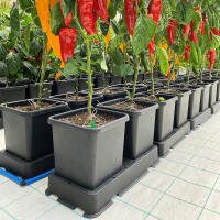 AutoPot easy2grow 24 mit 15 Liter Pflanztopf (Pro FlexiTank)