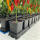 AutoPot easy2grow 60 mit 15 Liter Pflanztopf (ohne FlexiTank)