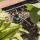 Tropf-Blumat Set, 7 Meter mit 12 Tropfern und 47 Liter Tank